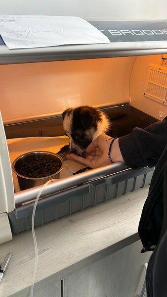 Iris Vet - Cabinet Veterinar