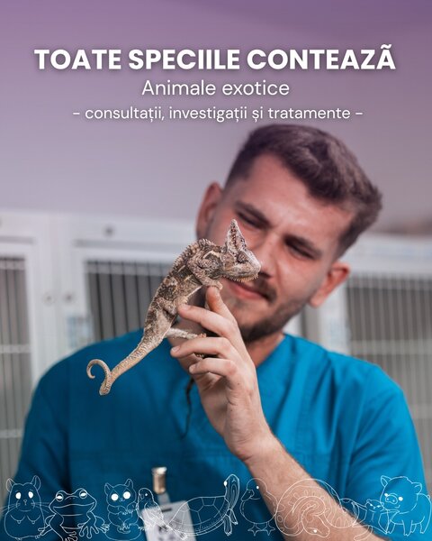 Iris Vet - Cabinet Veterinar